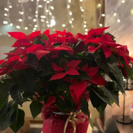 Mamma Mia Boutique - Only Adults Hotel 3*